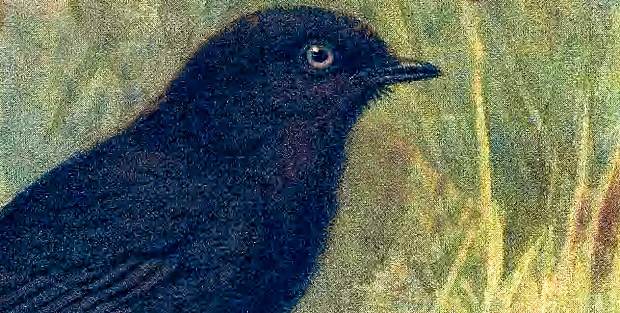 The Black Robin and the Power of Tenacious Tenderness: How a Single Mother Brought an Entire Species Back From the...