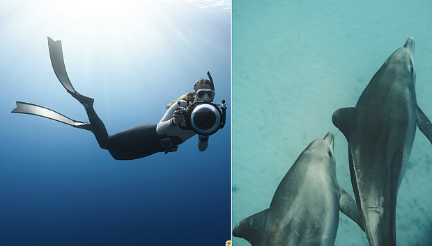 A Pregnant Diver Jumped in to Help a Bleeding dolphin. the Dolphin Rolled Over and Held still.