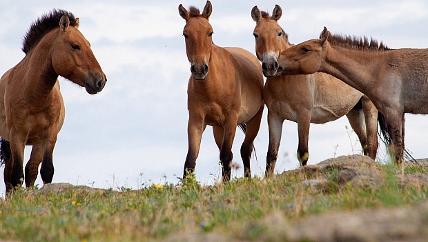 40 Years of Work Returning 900 Wild Horses to China’s Steppes Is Celebrated in Year of the Horse 2026