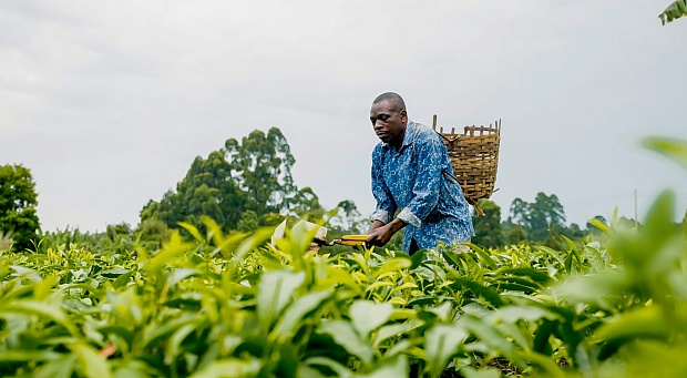 Seed-Sharing No Longer Illegal After Landmark Kenya Court Ruling Against Global Seed Monopolists
