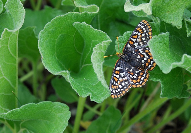 Endangered Butterflies Are Thriving Behind Bars