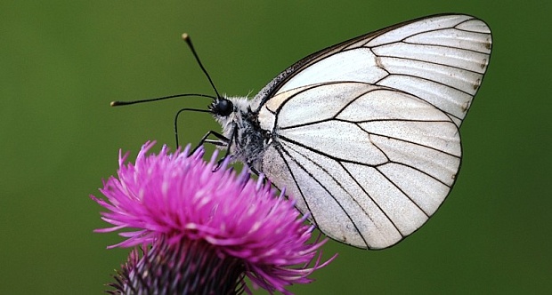 Butterfly That Went Extinct in Britain a Century Ago Set for Return to Famous Rewilded Estate Land