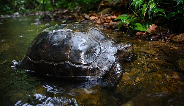 Passionate 'Tortoise Guardians' Help Critically-Endangered Giant Tortoise Slowly Return to India