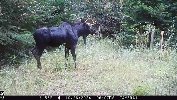 Man Gathers up Family Acres Home to Moose and Mountain Lion and Returns Them to Indian Tribe