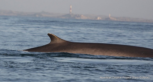 Increased Sightings of World’s Two Largest Whale Species Decimated by Hunting Provides New Hope for Survival