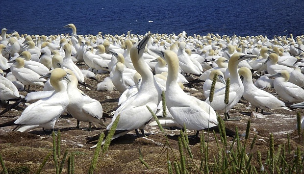 70% Drop in Levels of Forever Chemicals Observed in Seabird Eggs Tracks Regulatory Success