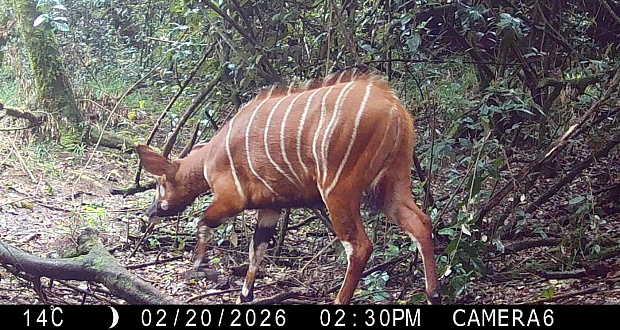 Incredibly Rare Bongos Caught on Trail Cam in Area They Were Thought to Be Extinct
