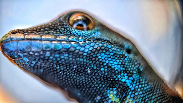 Tanzania's Electric Blue Gecko Comes Back