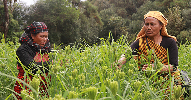 Northeast India Millets: How Indigenous Communities Preserved Ancient Millet Farming Traditions