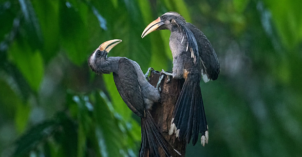Why Are Indian Grey Hornbills Back in Gir After 60 Years?