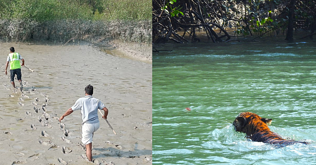 Village to Wild: Inside the Step-by-Step Rescue of a Royal Bengal Tiger