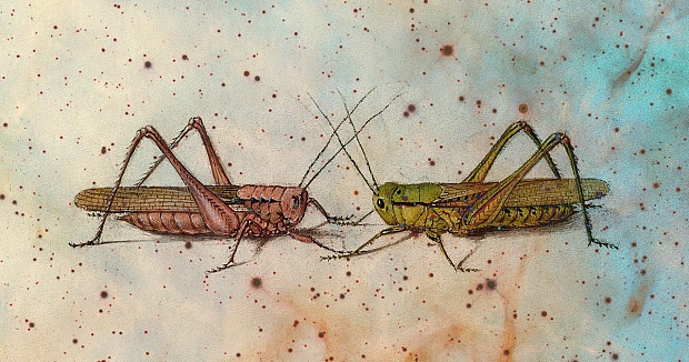 The Grasshopper and the “Lusory Attitude” Essential for Playing the Game of Life – the Marginalian