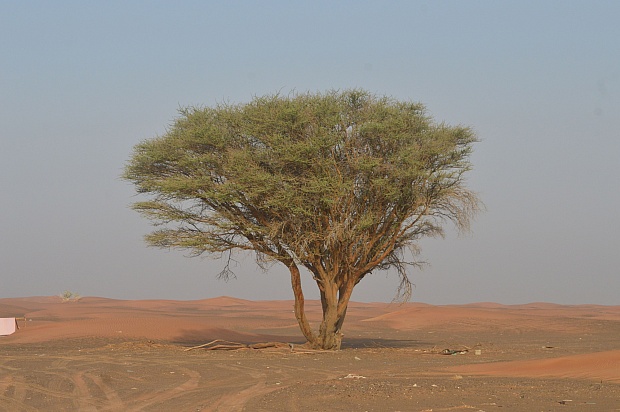How Niger Restored 5 Million Hectares Without Planting a Single Tree | the Optimist Daily