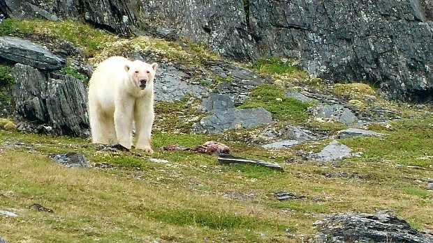 In a Warming Arctic, Inuit Bear Guards Protect Communities | Grist