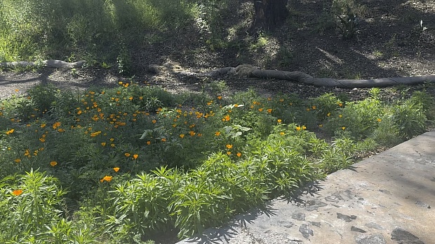 Reviving L.A.'s Burned Landscapes, One Seed Bomb at a Time