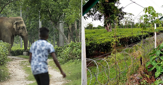 North Bengal Tea Estates Reduce Razor Wire for Elephant Corridors