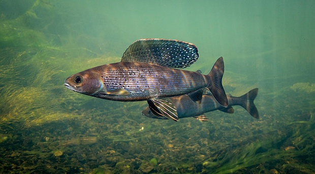 In Michigan, 3 Tribes Are on a Mission to Bring Back a Fish That Disappeared 100 Years Ago | Grist
