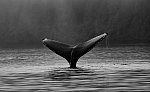 The Scientists Learning to Speak Whale