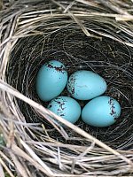 When Birds Nest in the Doorway, Go Out the Window