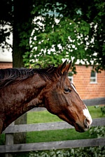 Real Leadership Lessons From Horses