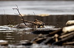 Beavers Return to Scotland's Glen Affric After 400 Years