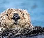 How One Man Raised and Released an Orphaned Otter