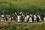 How a Kindergarten Teacher Became the Accidental Guardian of 200 King Penguins