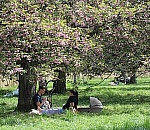 The French City That Champions Its Trees