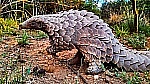 A Pangolin Pup Found in a Cardboard Box