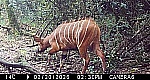 Incredibly Rare Bongos Found in Area They Were Thought to Be Extinct