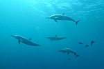 How Discarded Plastic Bottles Are Saving Dolphins