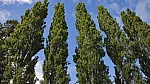 How Trees Stand Tall