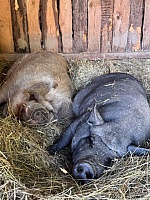 The Boar Who Slept in the Rain for Britney