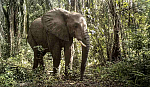 Tanzania's First Official Wildlife Corridor Is Good News for Elephants