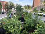 The Miniforest Movement Gains Ground in the U.S.