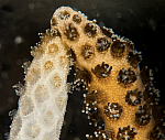The Coral That Heals