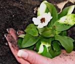 Earth Day 2009: Top Five Ideas
