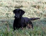 Rescued Dog Pays It Forward