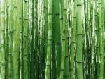 From Bush to Bike: a Bamboo Revolution