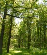 India's Tree Planting Guru
