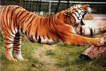 Yawn for Good Health?