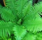 Sharing Nature's Design