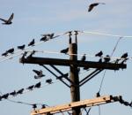 The Melody of Birds on Wire