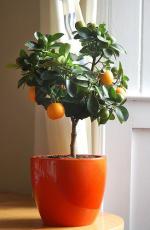 66 Ways to Grow Without a Garden