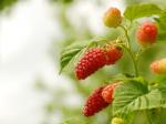 Eat to Prevent Cancer