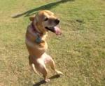 Faith, the Two-Legged Dog