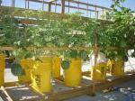 Two Brothers, Two Buckets, and World Hunger