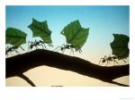 6 Ways Ants Are Good for Business