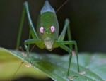 Scientist Discover 200 New Species