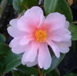 Camellias: Blossoming in Winter